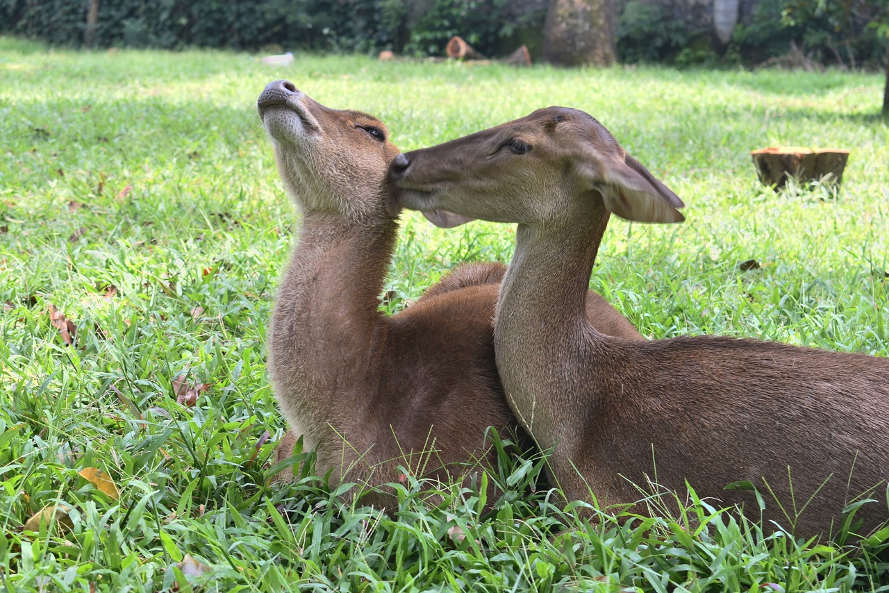 animal deer park free photo