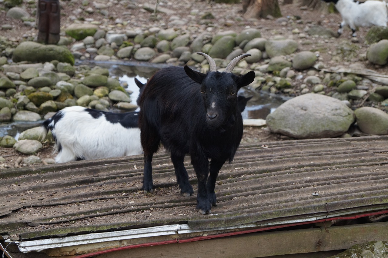 animal capra sheep free photo