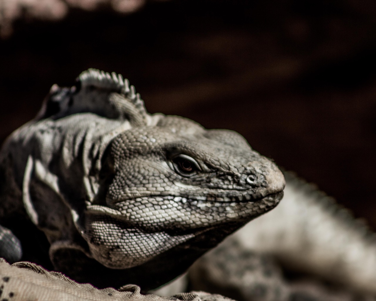 animal iguana reptile free photo