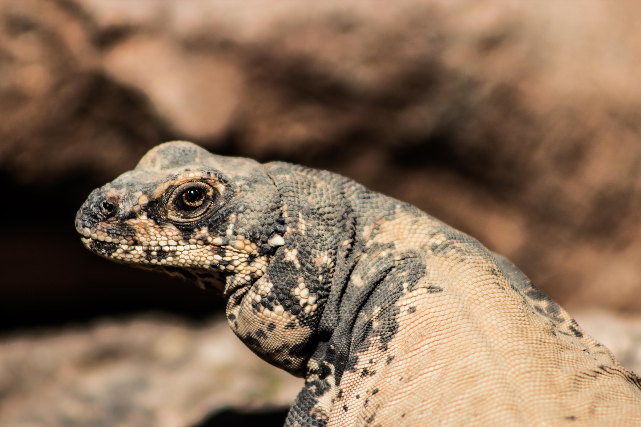 animal reptile iguana free photo