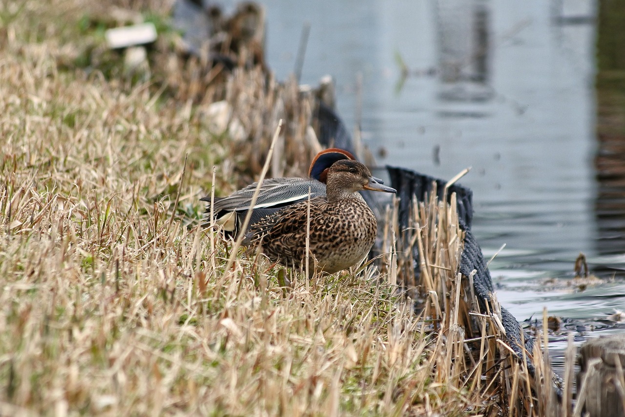 animal duck teal free photo