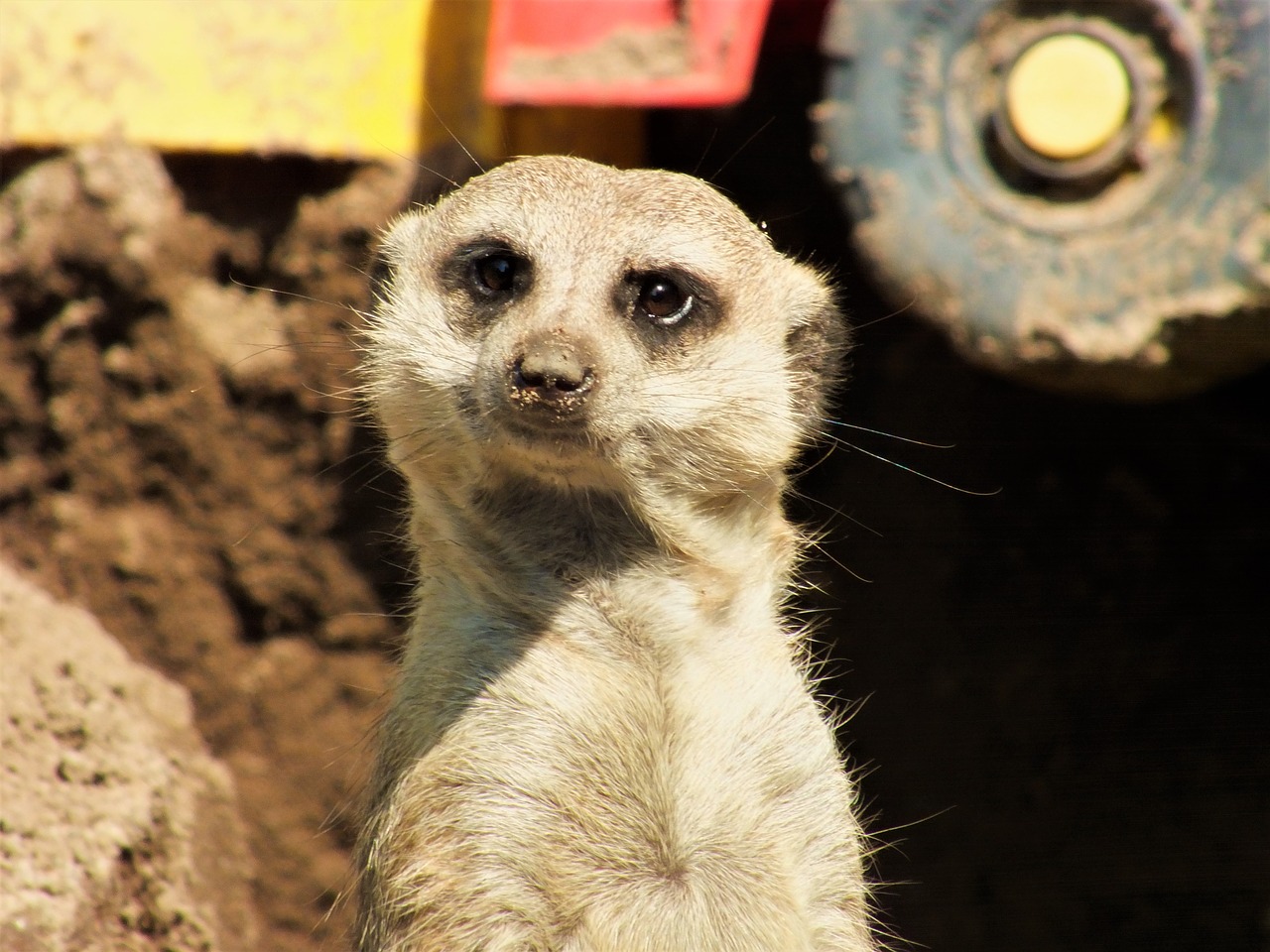 animal meerkat wild animal free photo