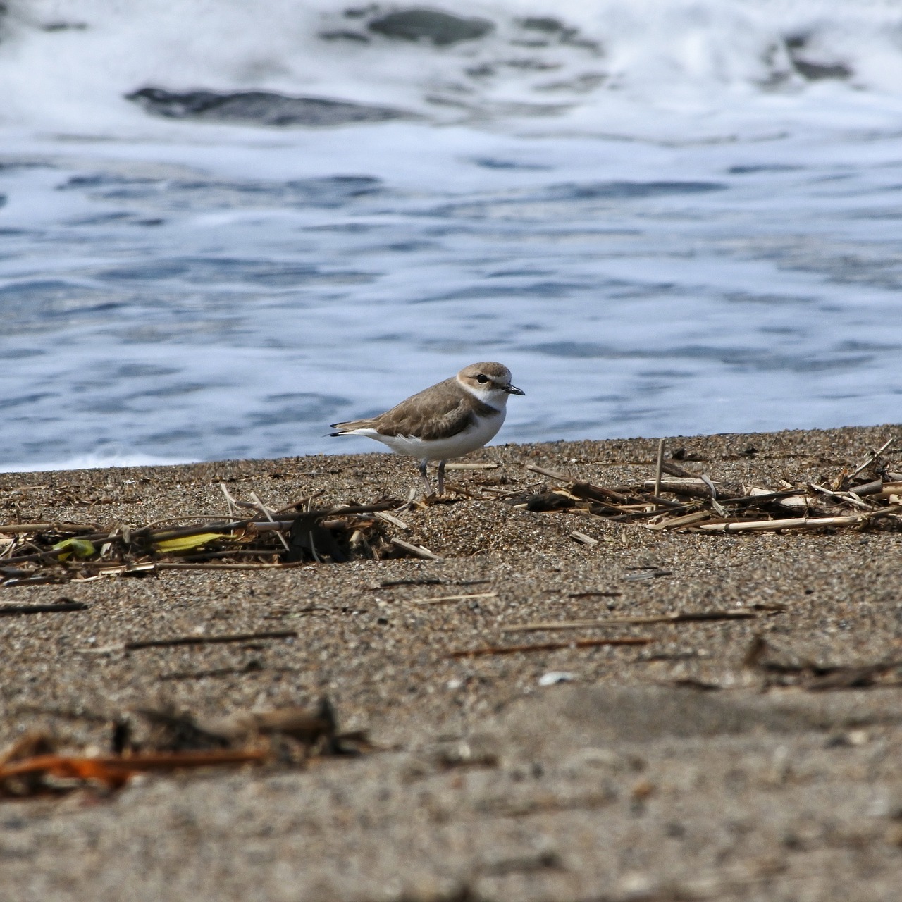 animal sea beach free photo