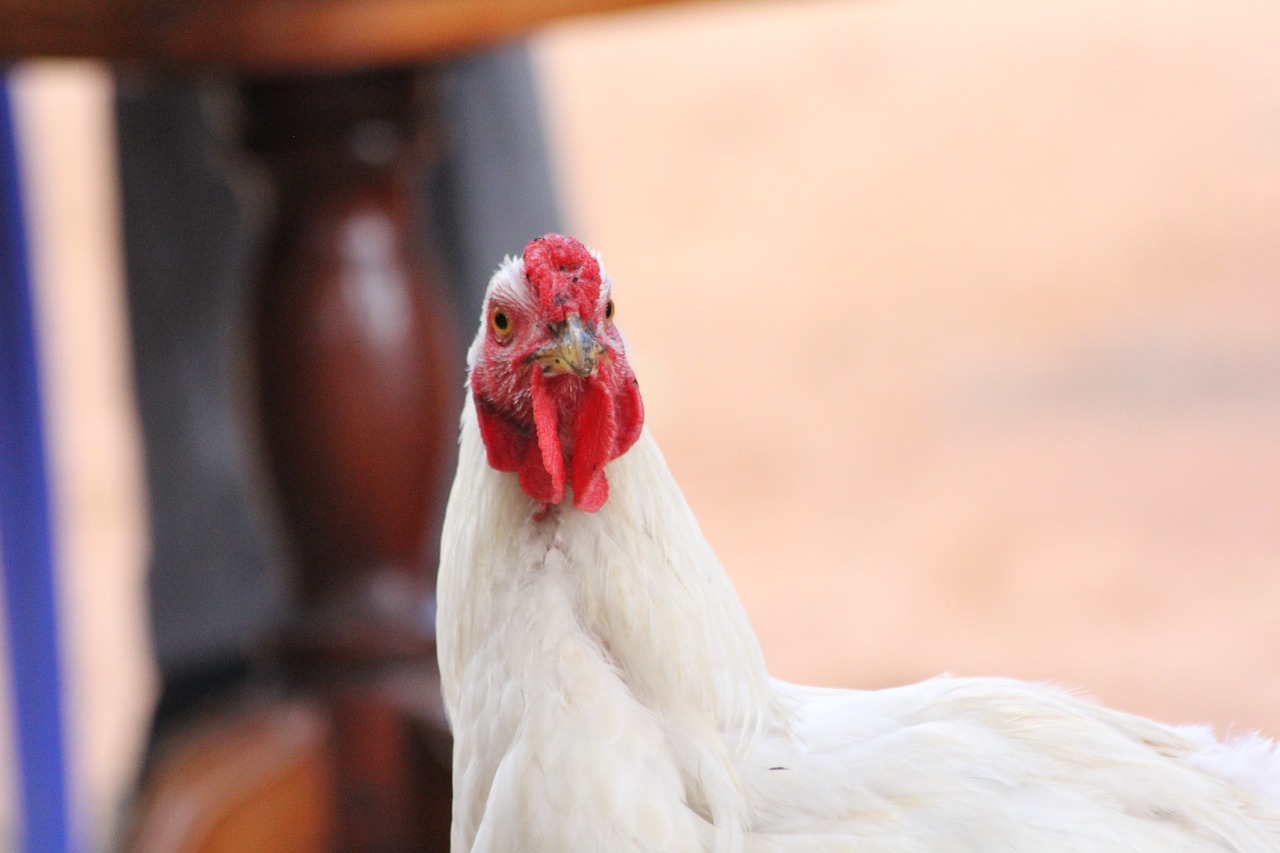 animal chicken africa free photo