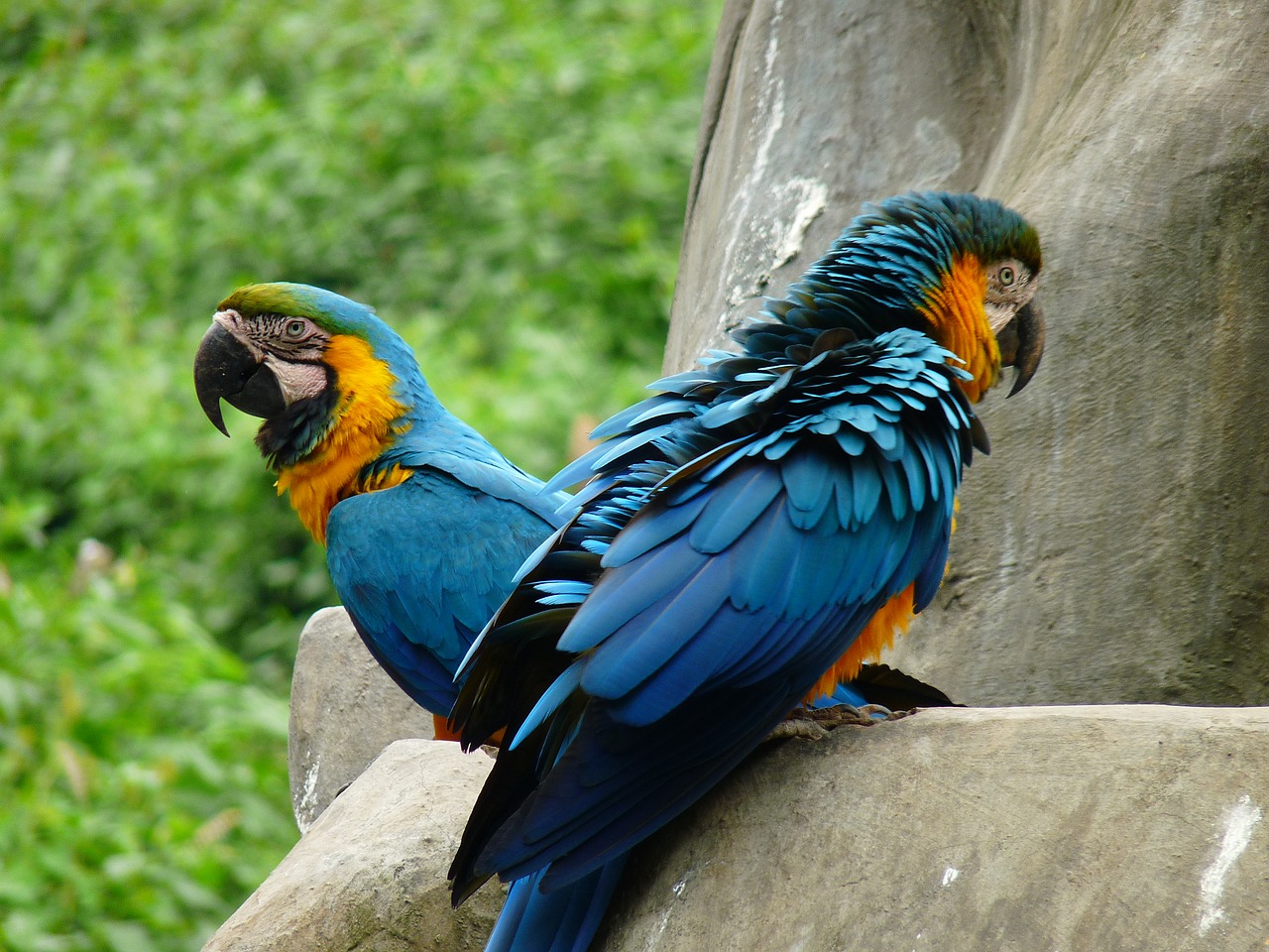 animal bird parrot free photo