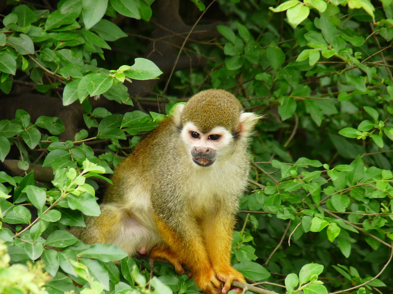 animal monkey green free photo