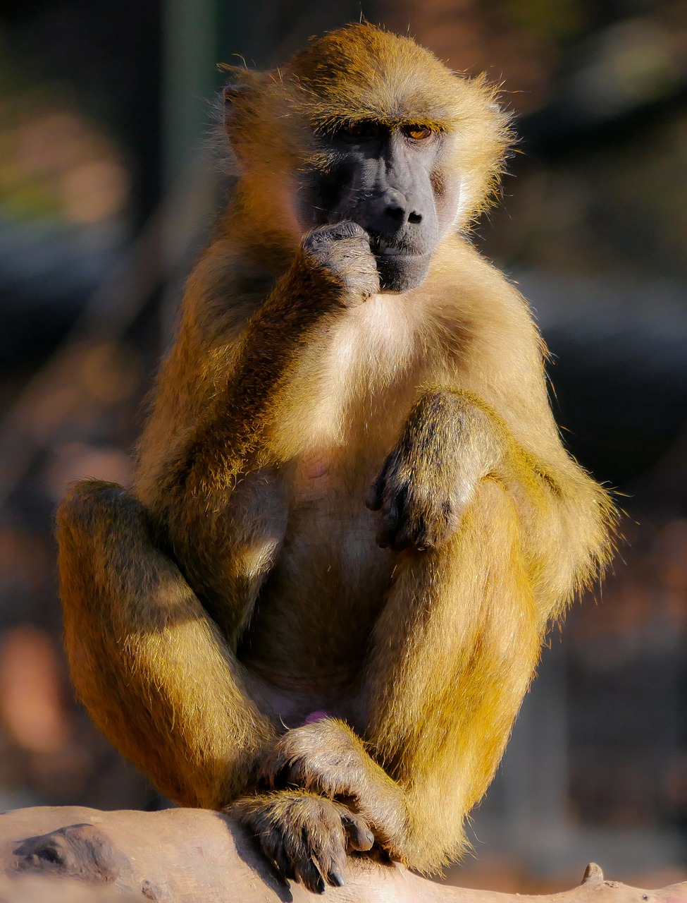 animal monkey barbary ape free photo