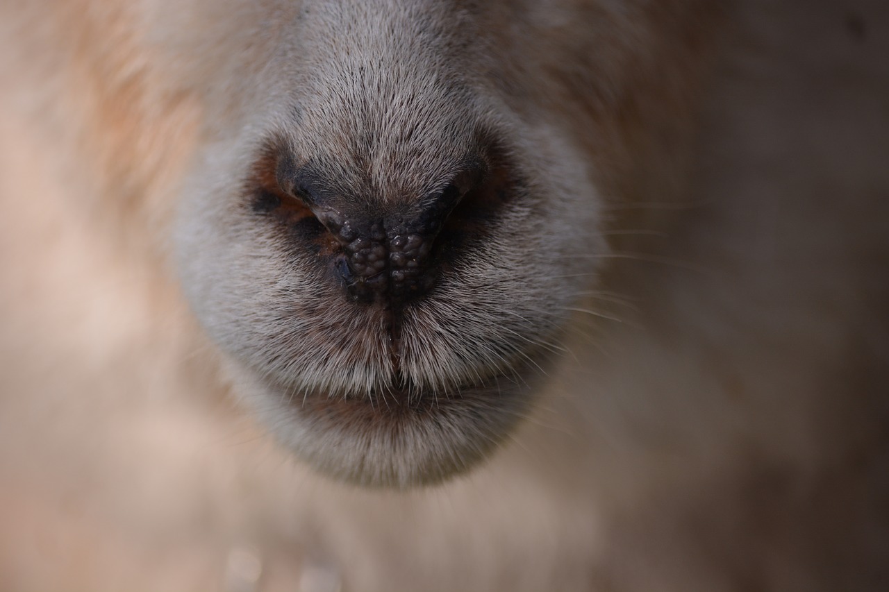 animal sheep nose free photo