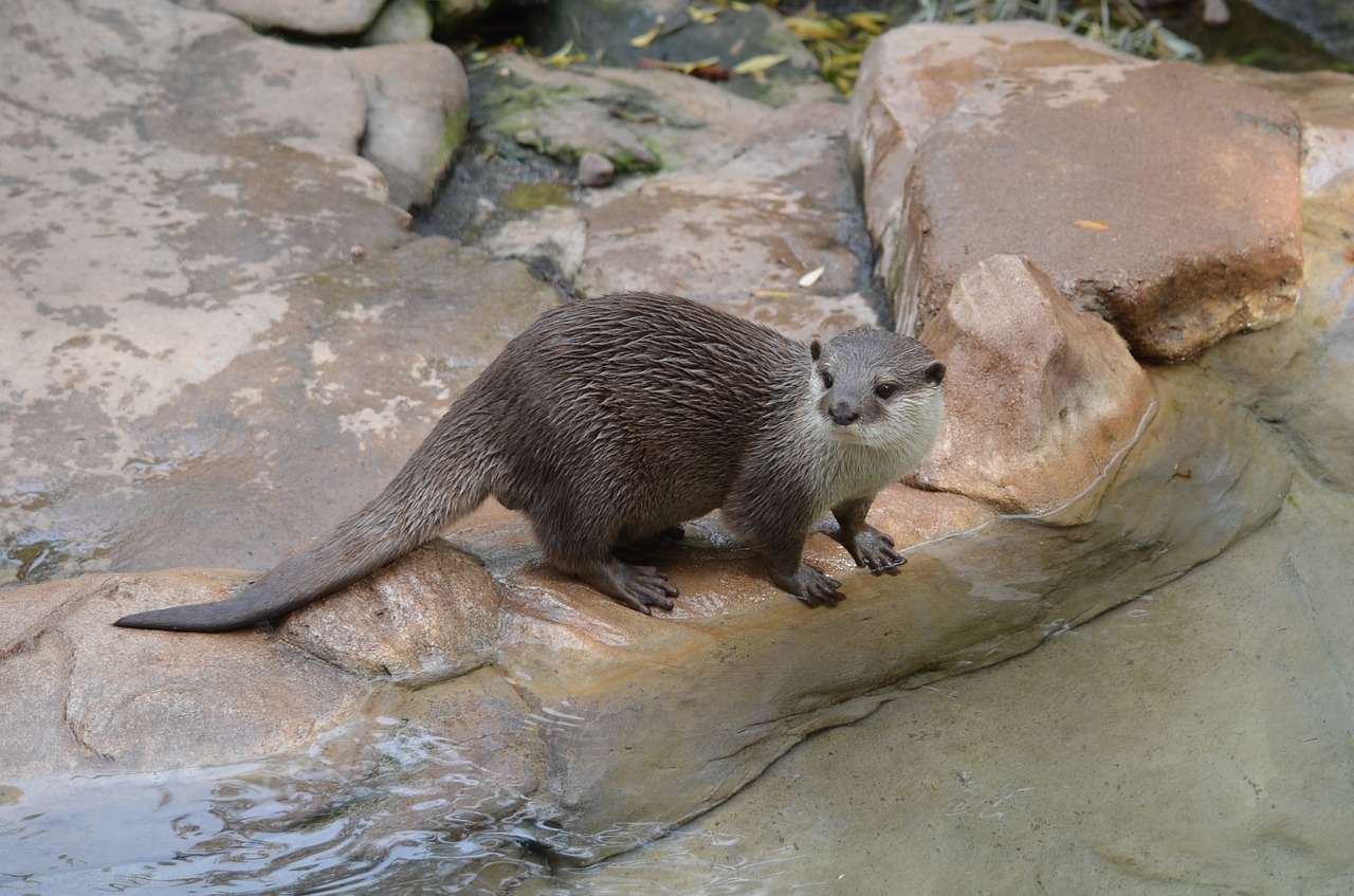 animal mammal eating free photo