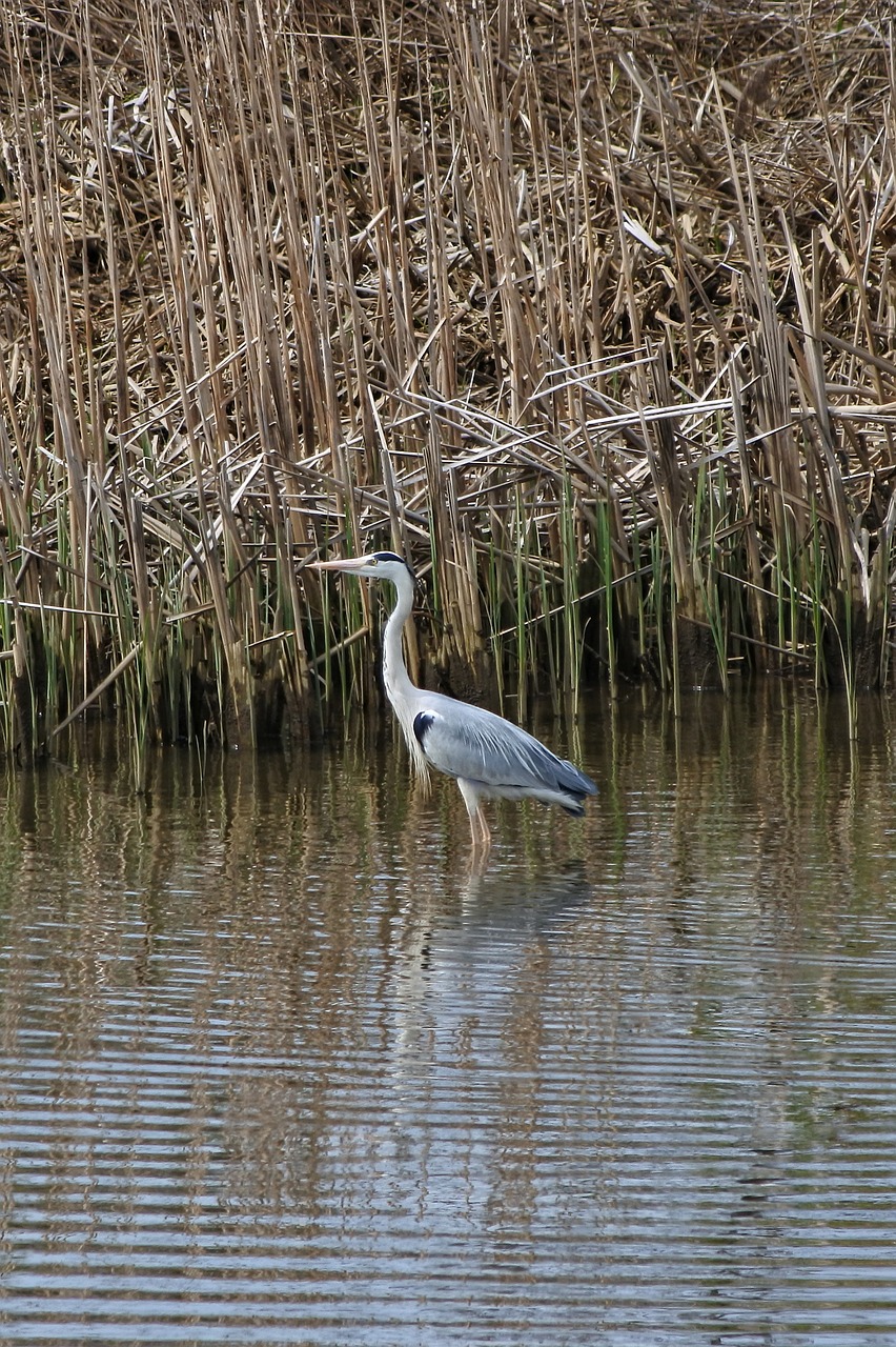 animal river marsh free photo