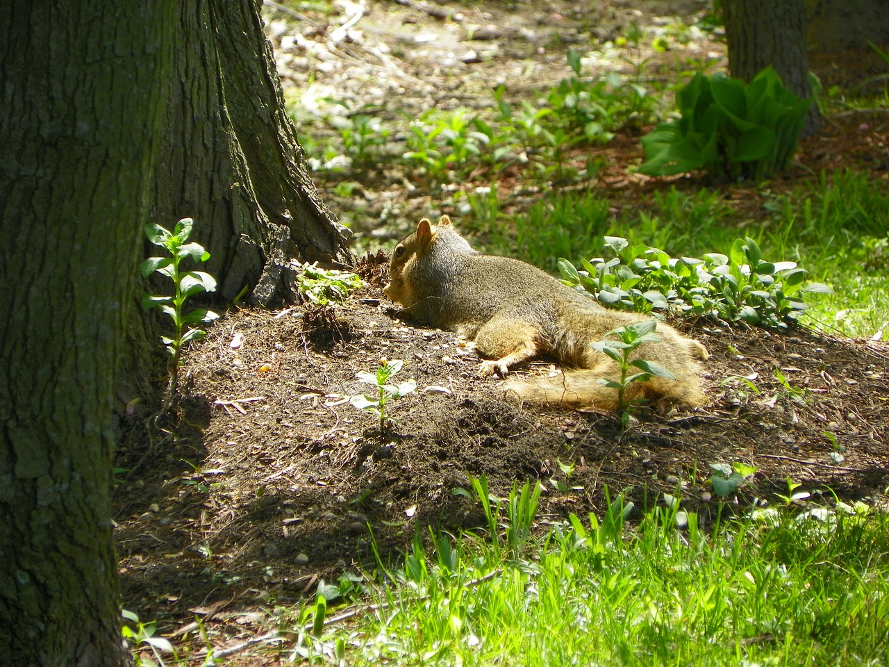 animal squirrel lounging free photo