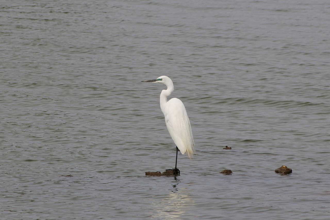 animal river heron free photo