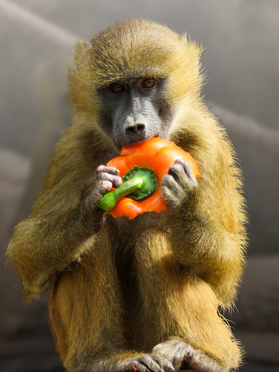 animal monkey baboon free photo