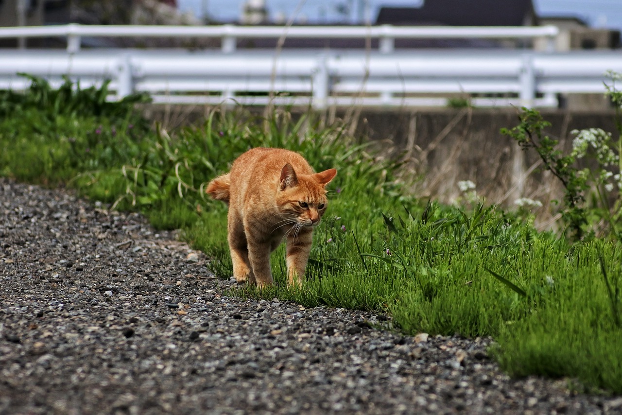 animal cat walk free photo