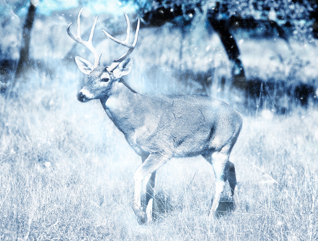 animal deer snow free photo