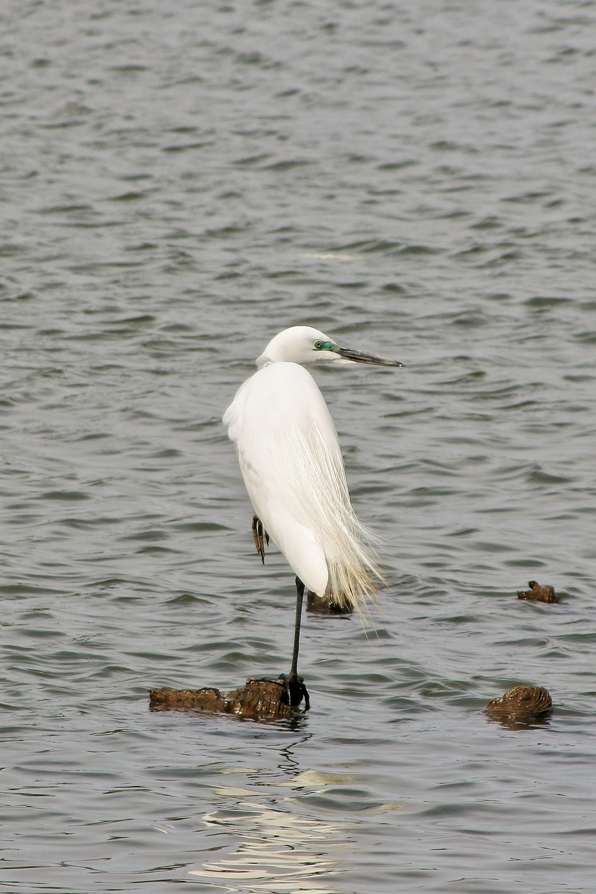 animal river water free photo