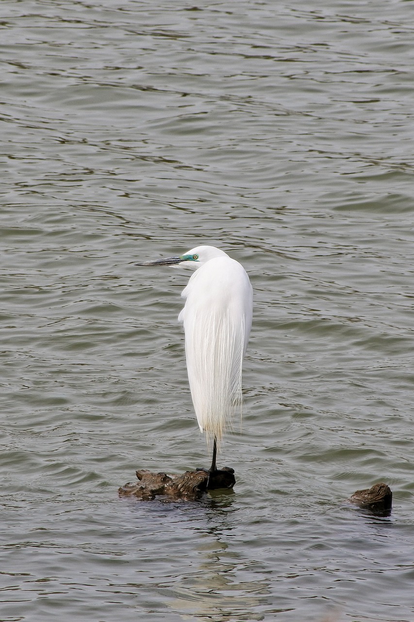 animal river water free photo