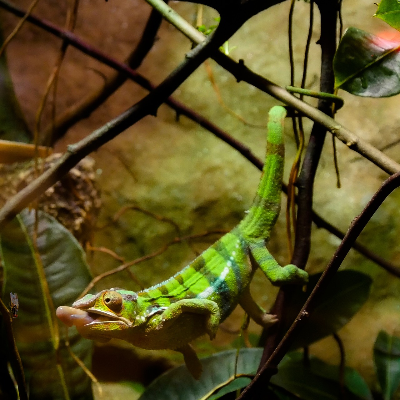 animal chameleon reptile free photo