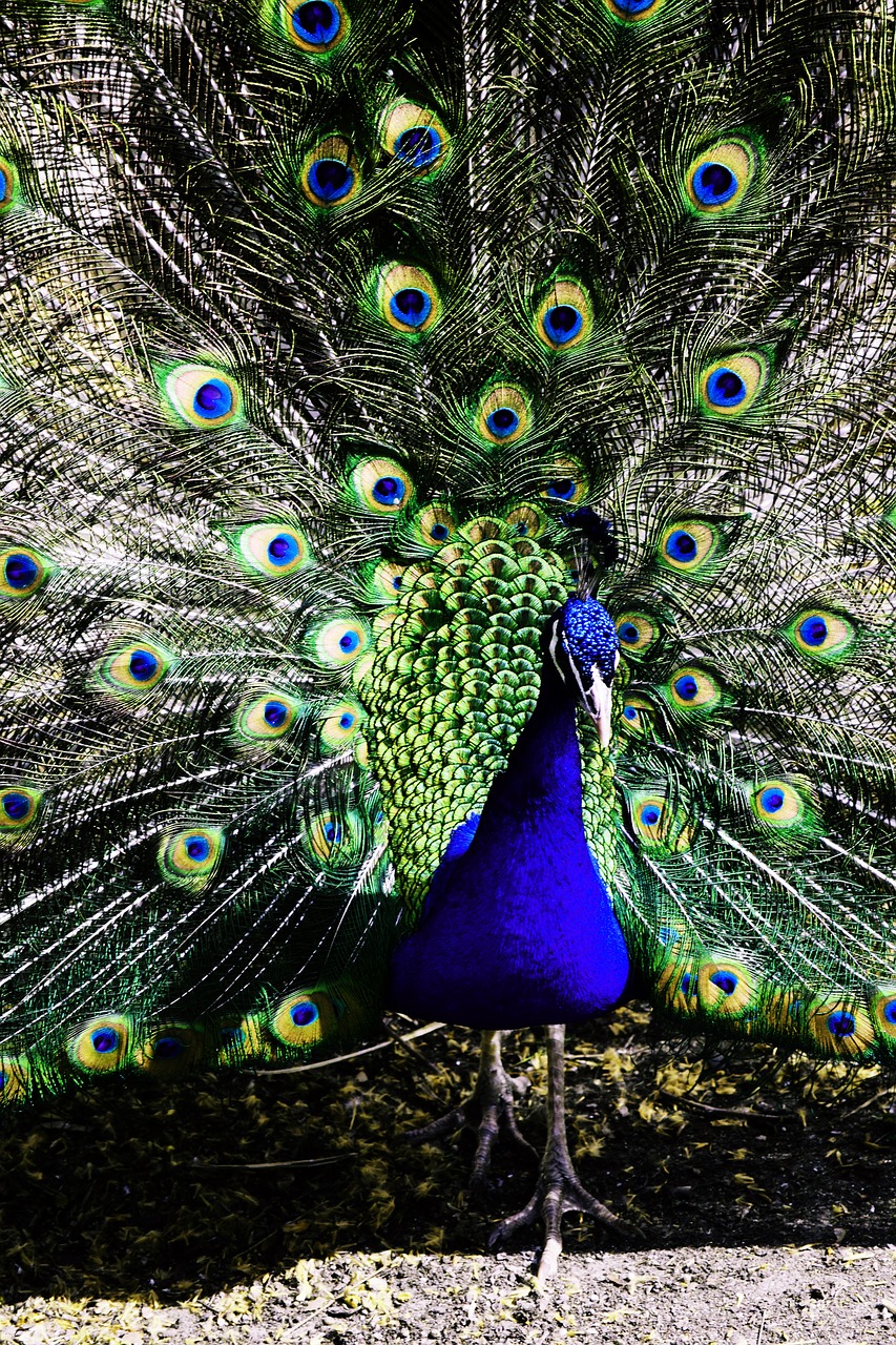 animal peacock pen free photo