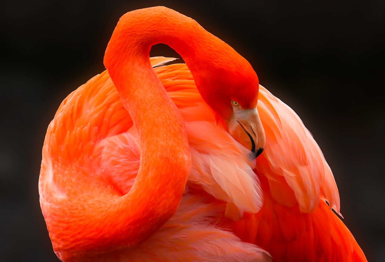 animal bird flamingo free photo