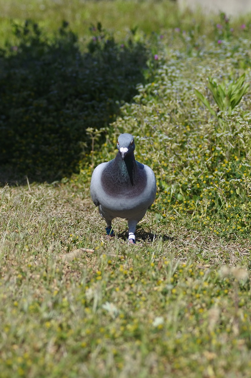 animal bird dove free photo