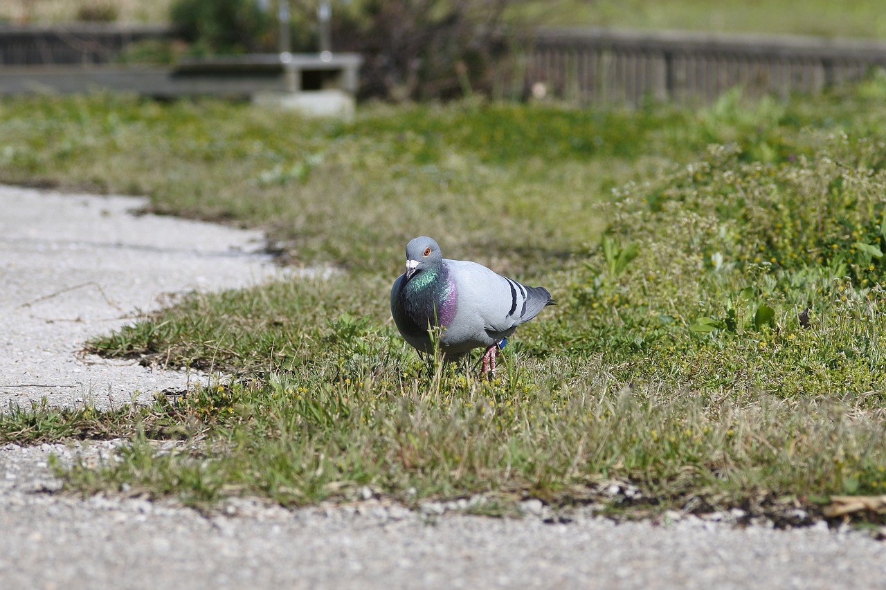 animal bird dove free photo