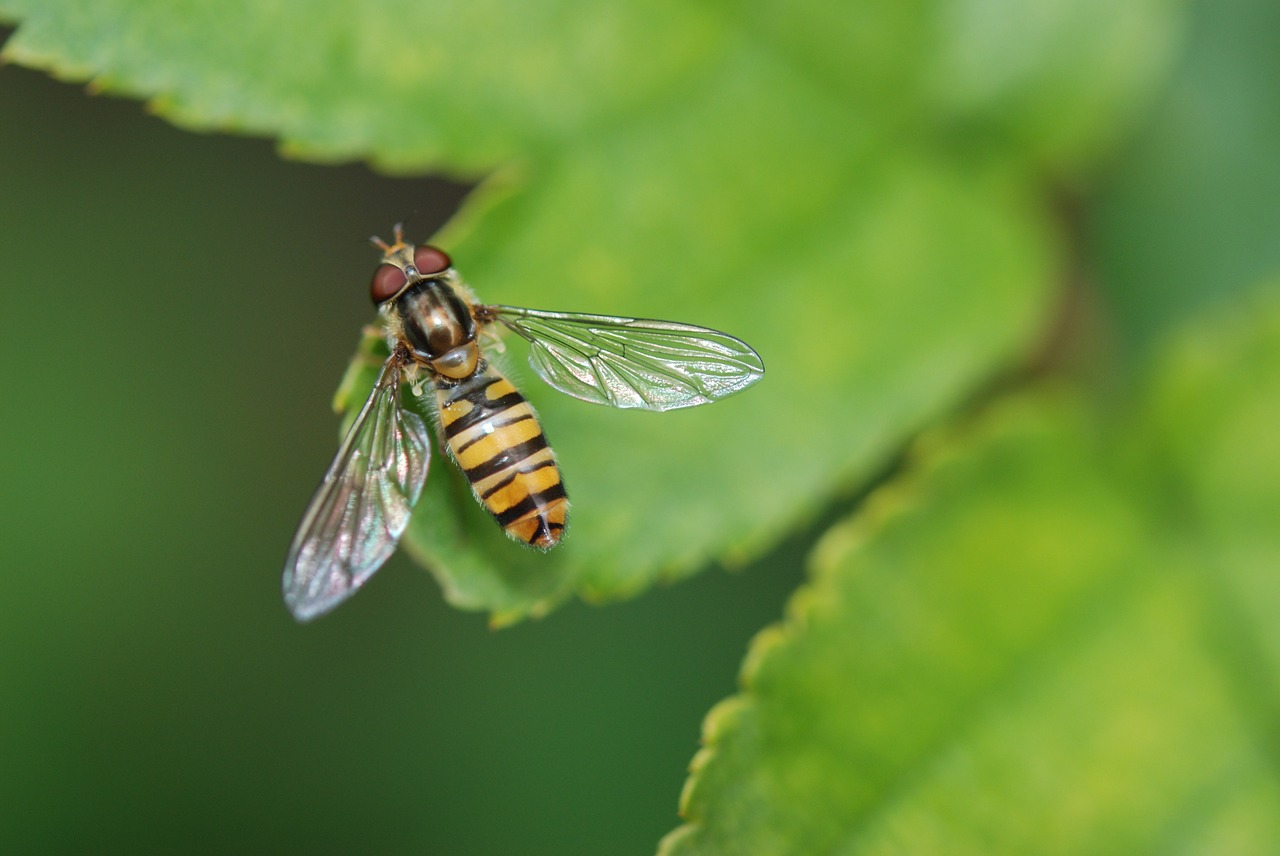 animal wasp insect free photo