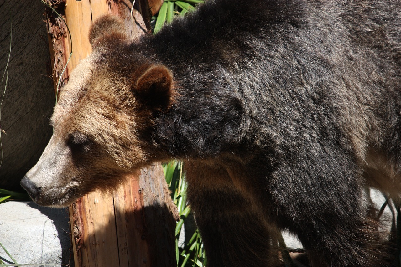 animal wildlife zoo free photo