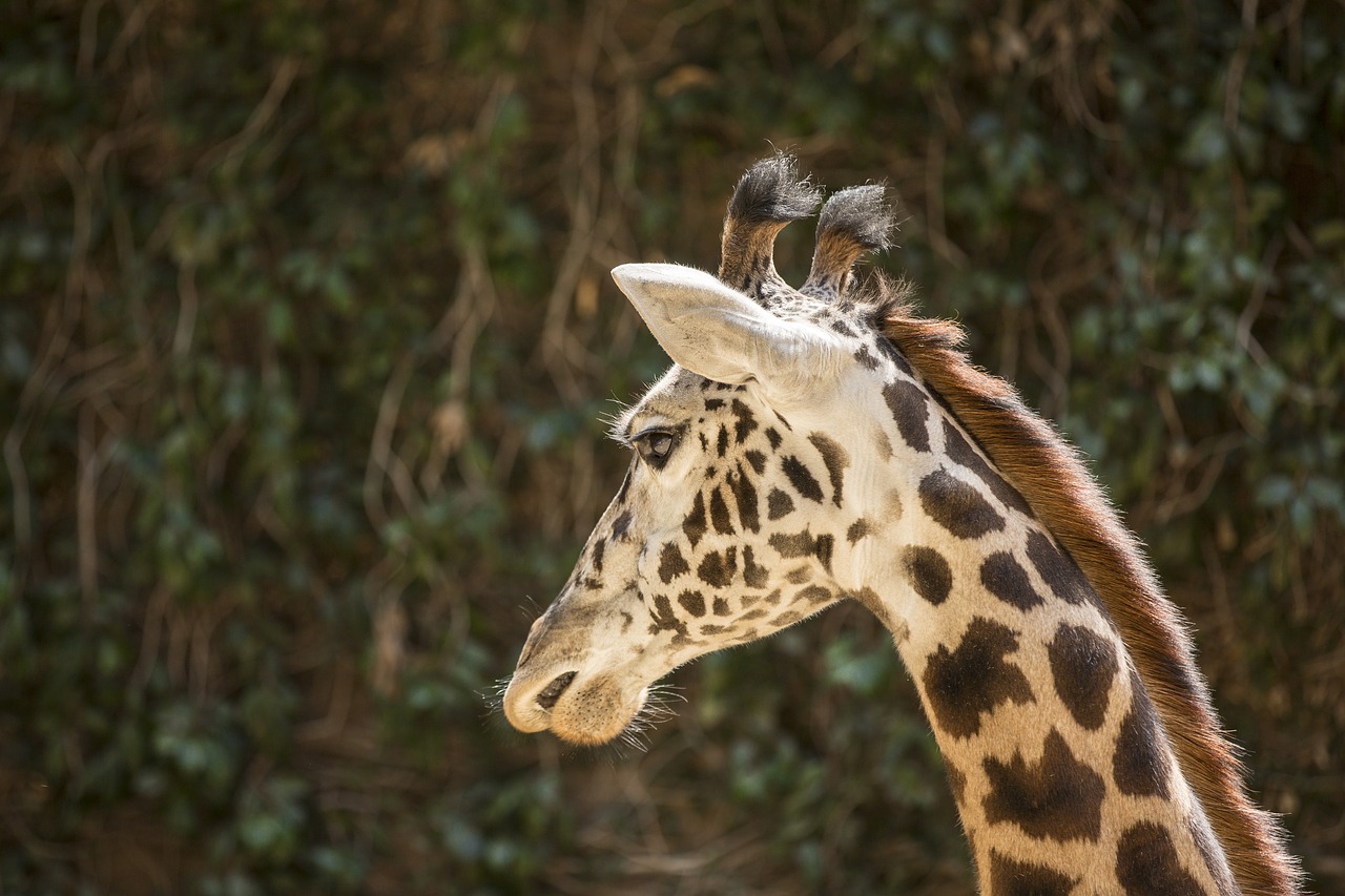 animal mammal giraffe free photo