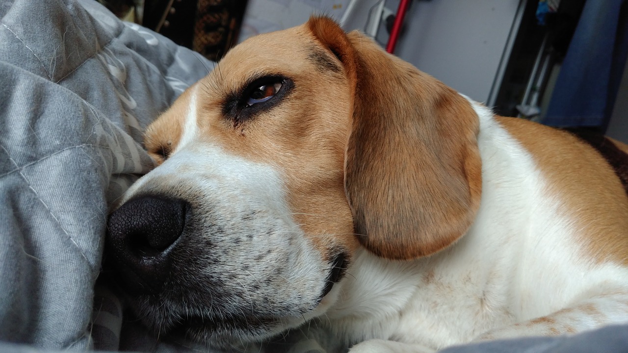 animal dog beagle free photo