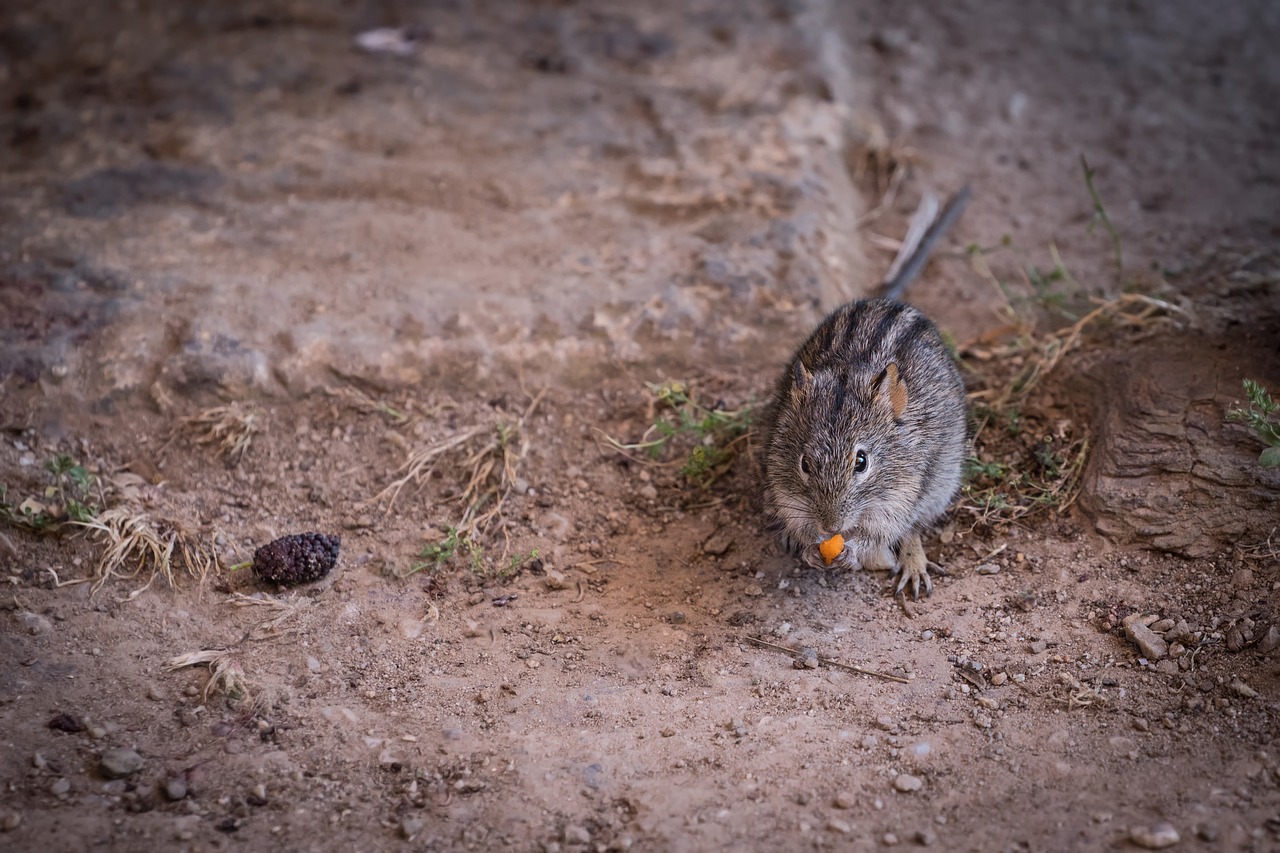 animal mammal mouse free photo