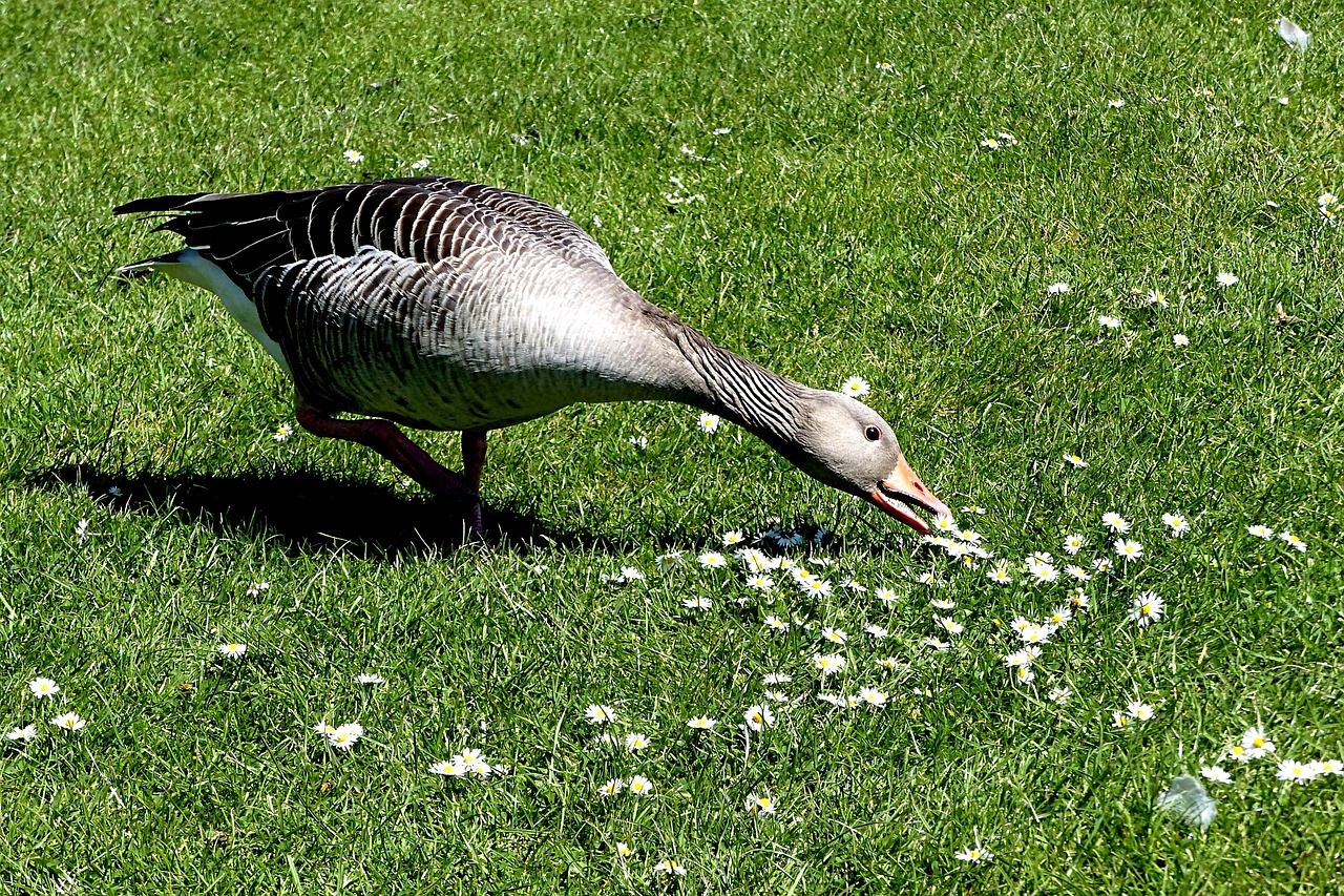 animal goose greylag goose free photo