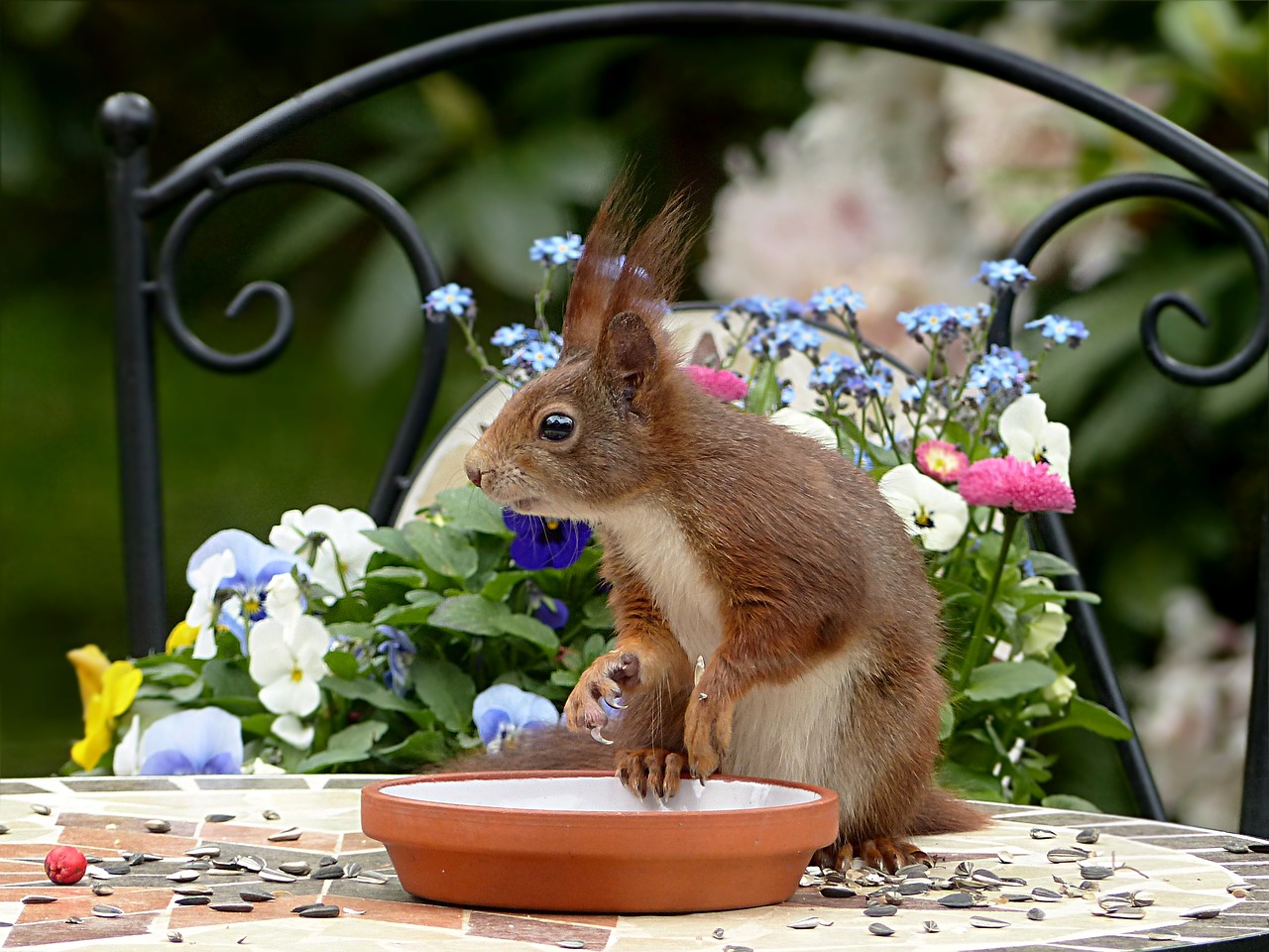 animal rodent squirrel free photo