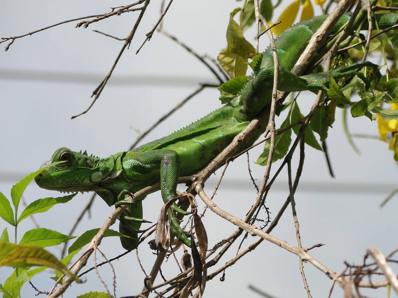 animal iguana reptile free photo