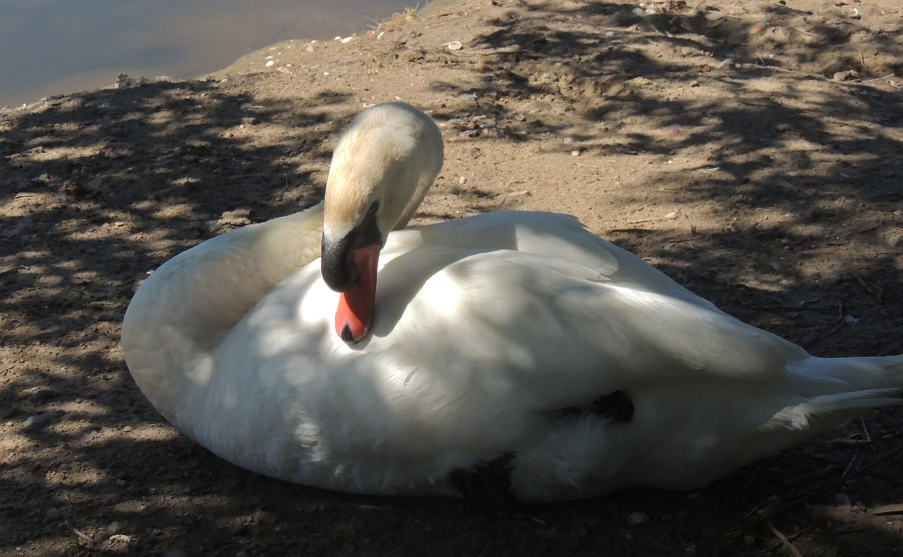 animal bird swan free photo