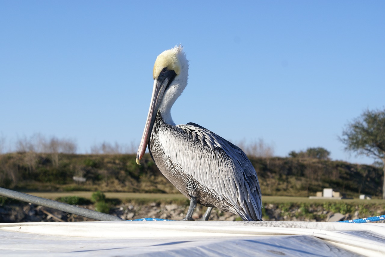 animal bird pelican free photo