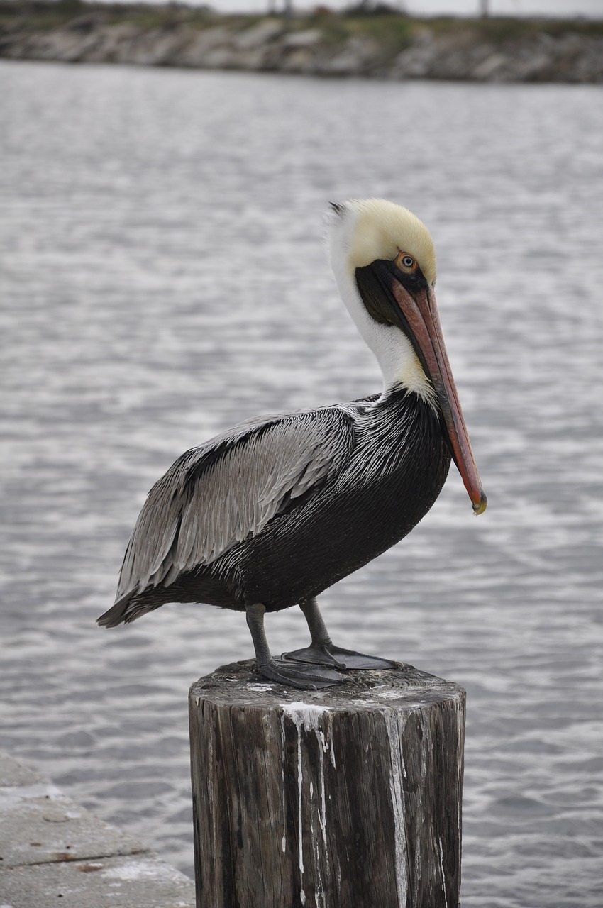 animal bird pelican free photo