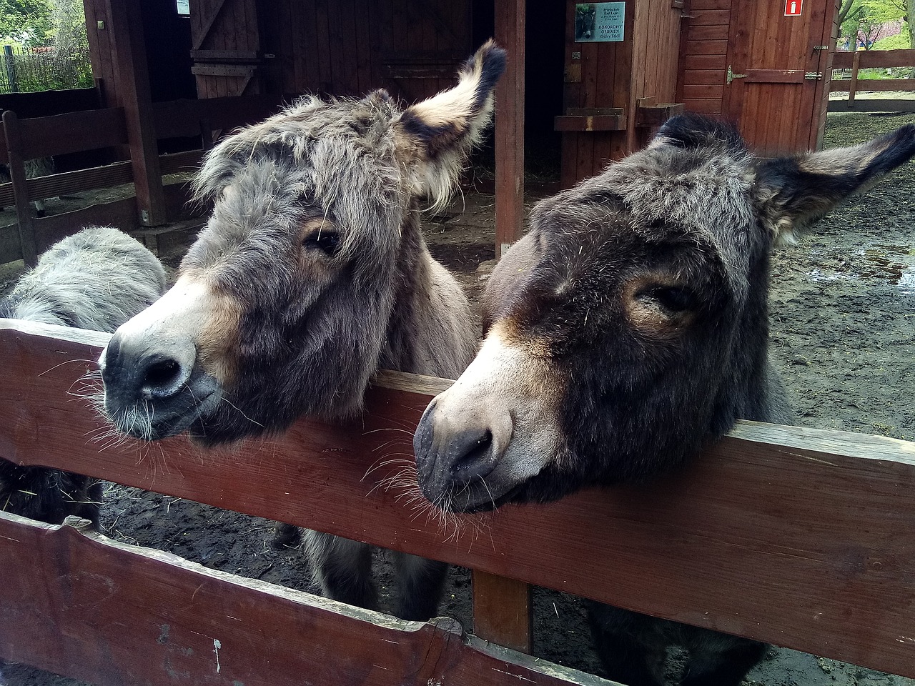 animal donkey farm free photo