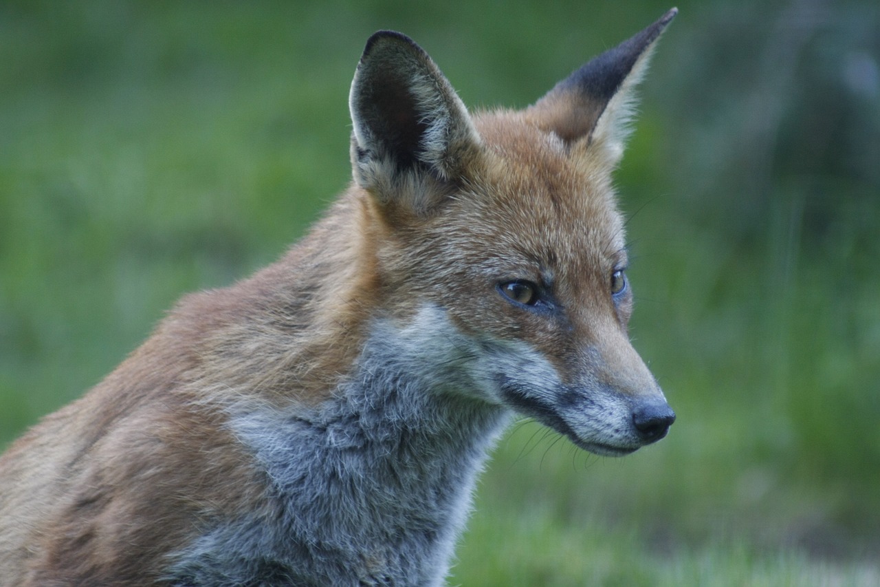 animal fox wild free photo