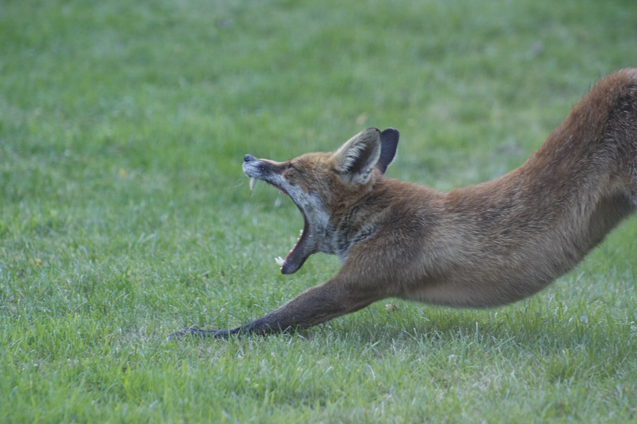 animal fox teeth free photo