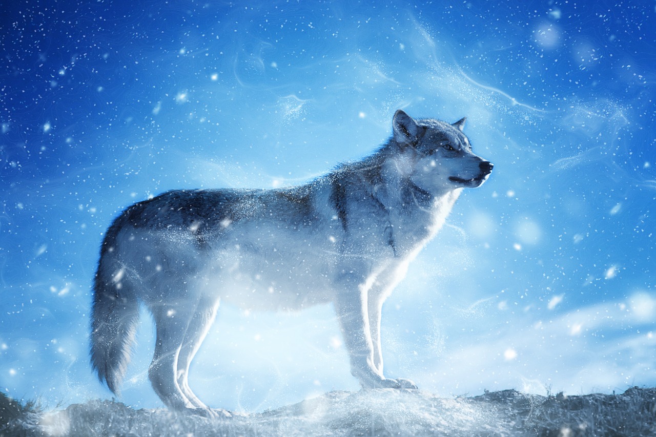 animal wolf snow free photo