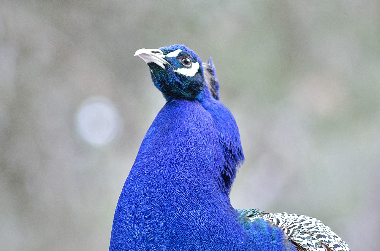 animal turkey colorful free photo