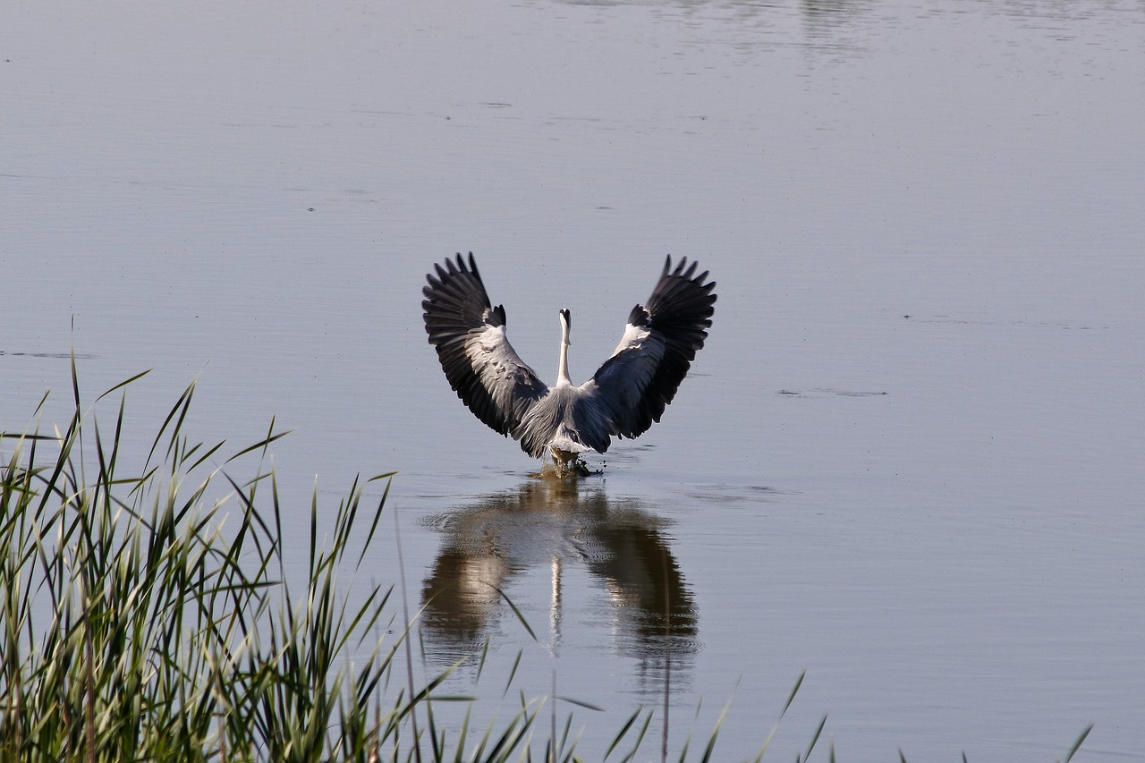 animal river waterside free photo