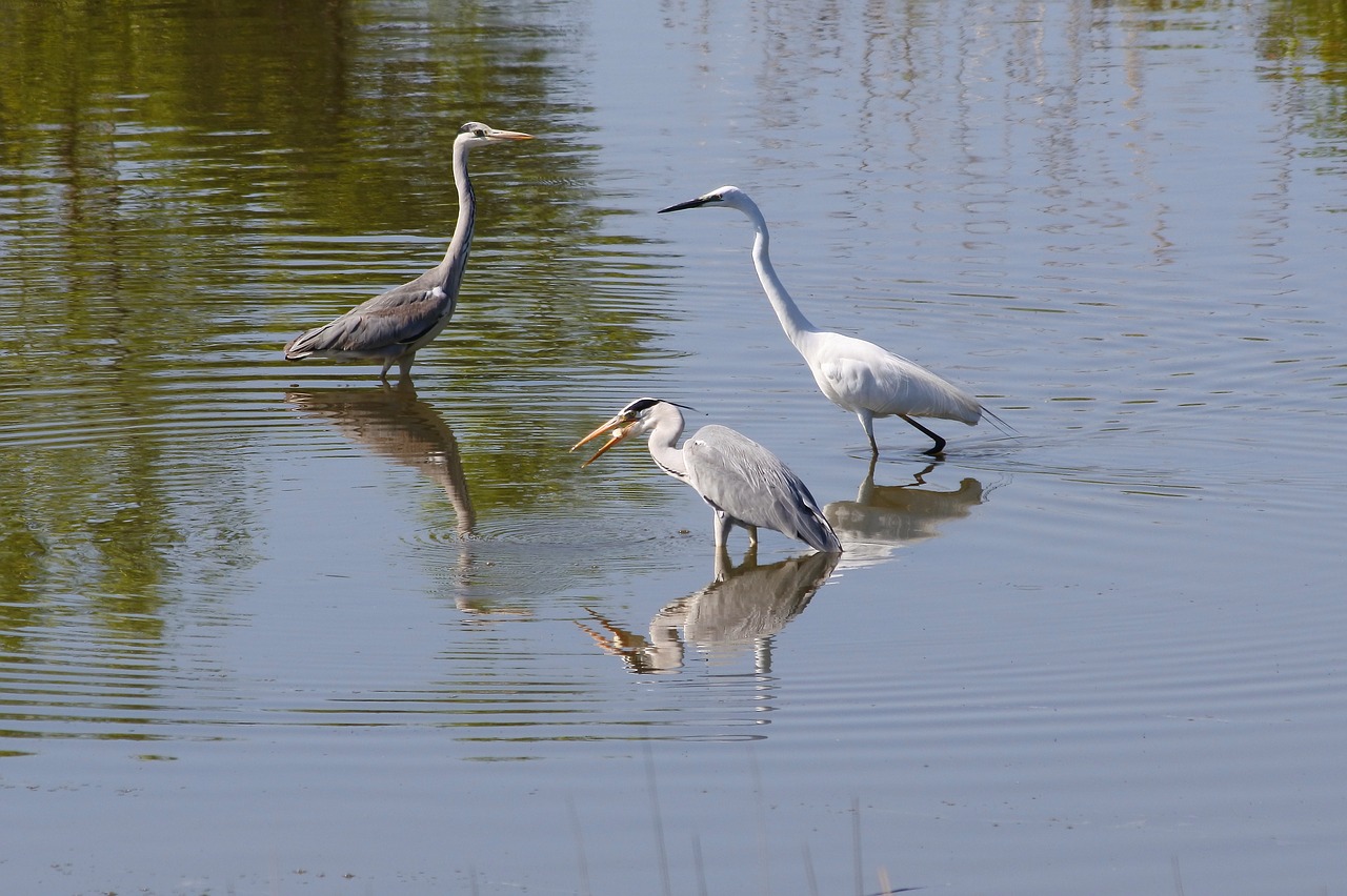 animal river waterside free photo