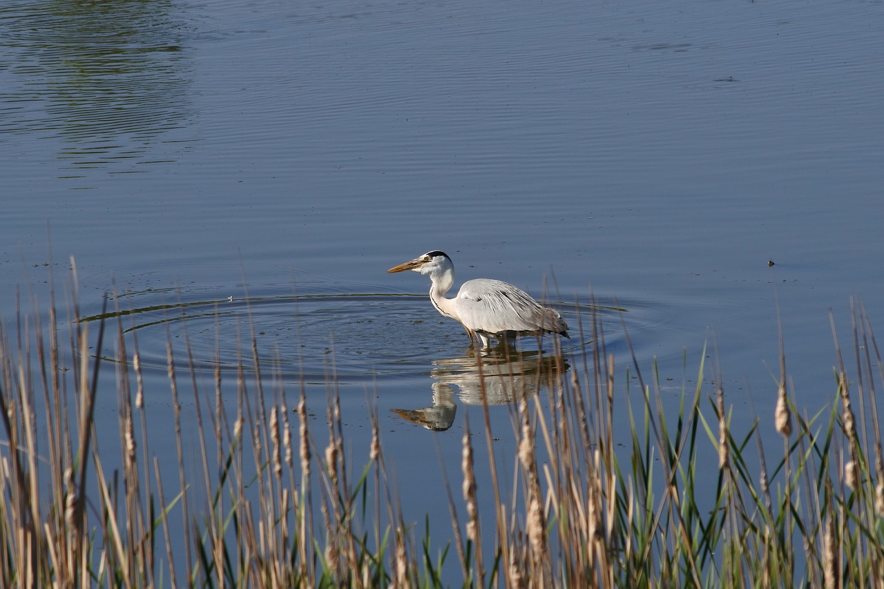 animal river waterside free photo