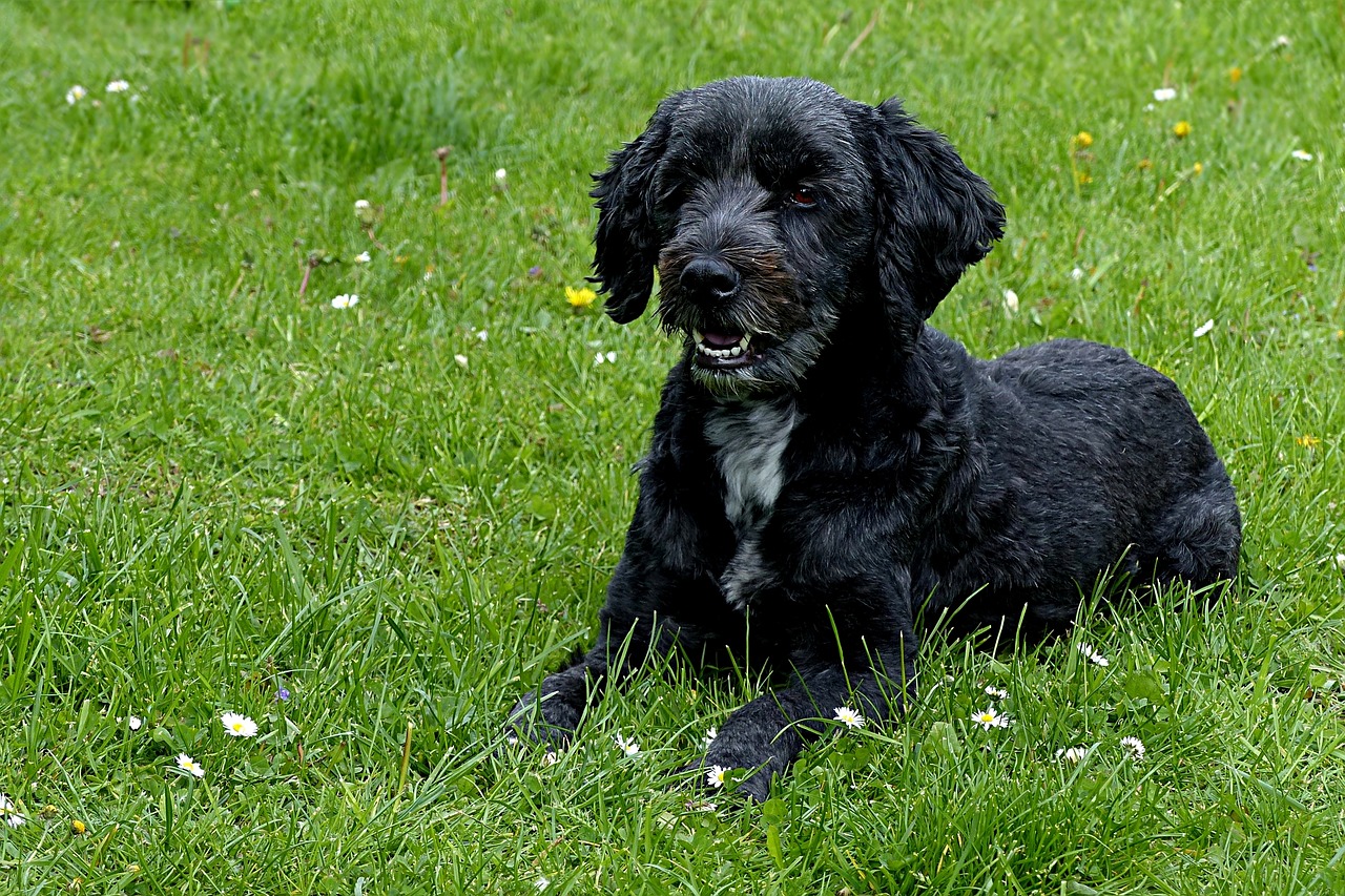 animal dog black free photo