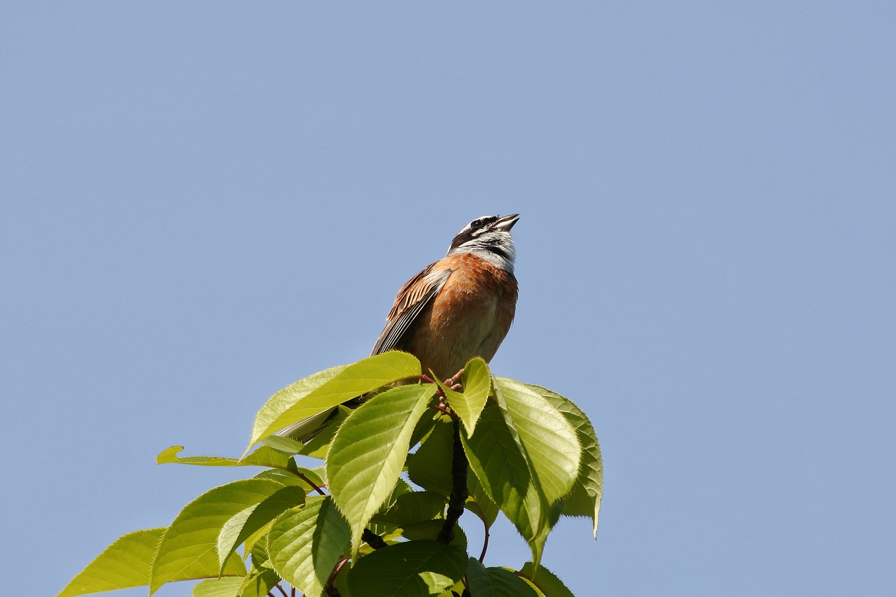 animal plant wood free photo