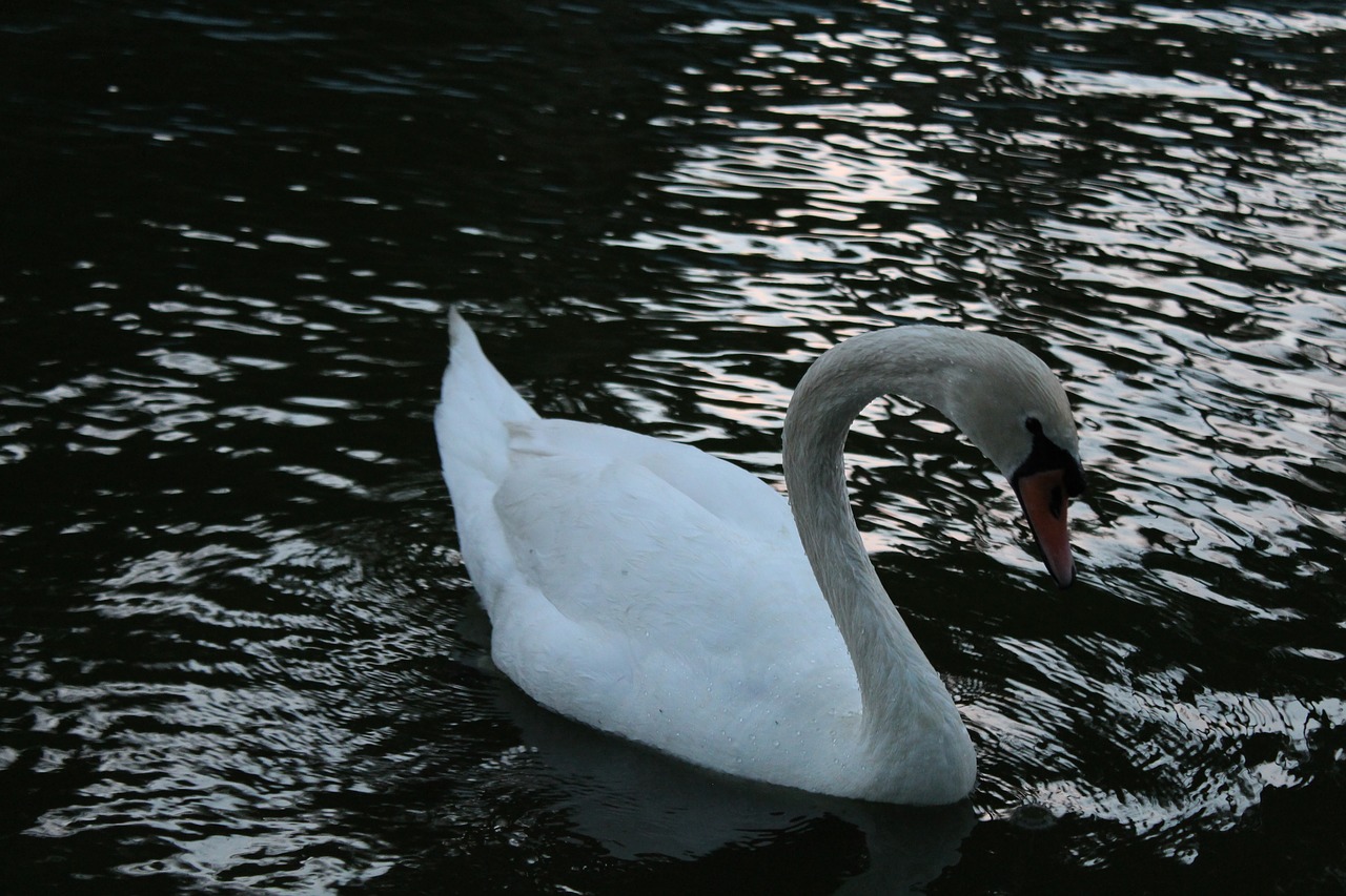 animal zoo water free photo