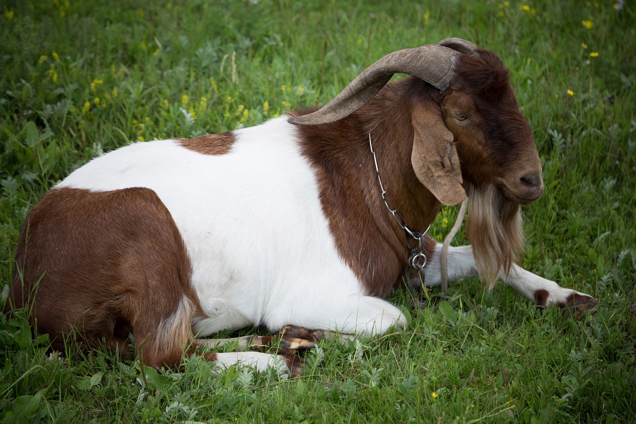 animal cow prairie free photo