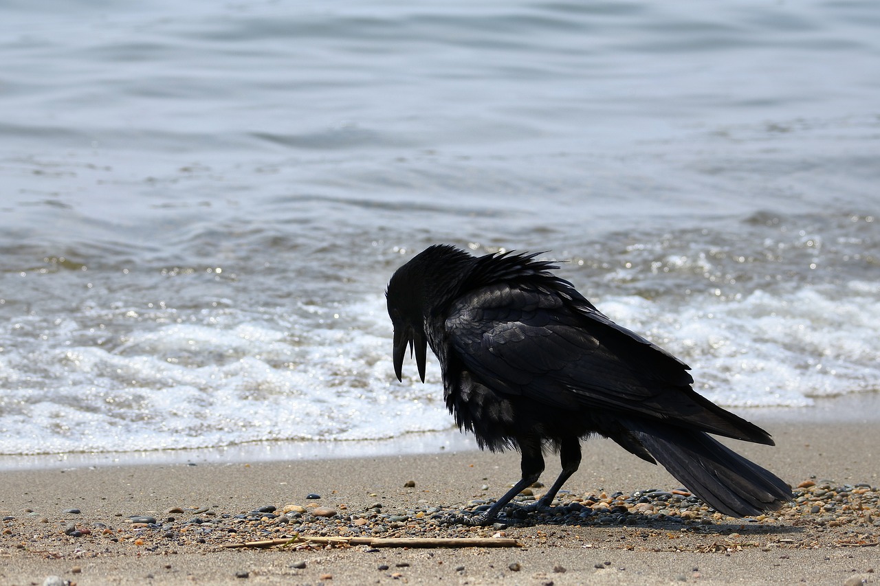 animal sea beach free photo